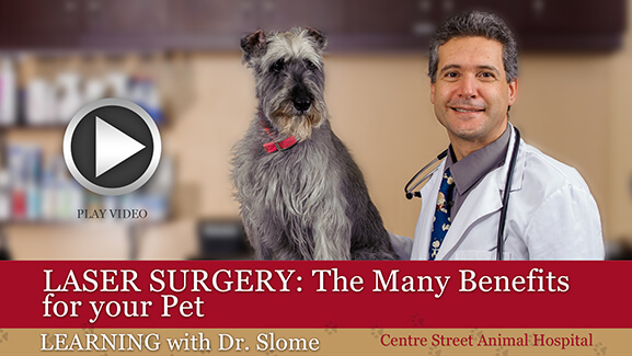 Benefits of Pet Laser Surgery